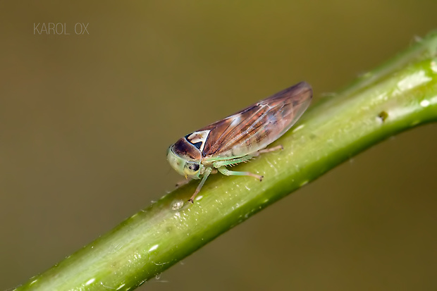 cikádka Populicerus populi