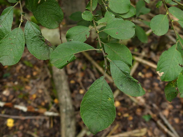 vŕba ušatá Salix aurita L.