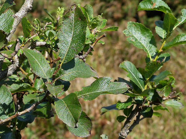 vŕba sliezska Salix silesiaca  Willd.