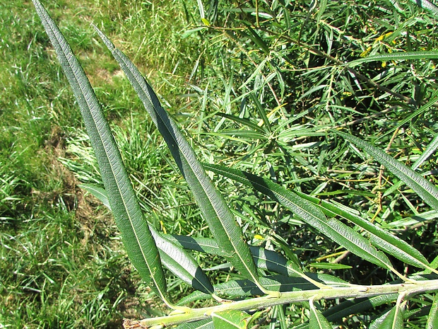 vŕba košikárska Salix viminalis L.