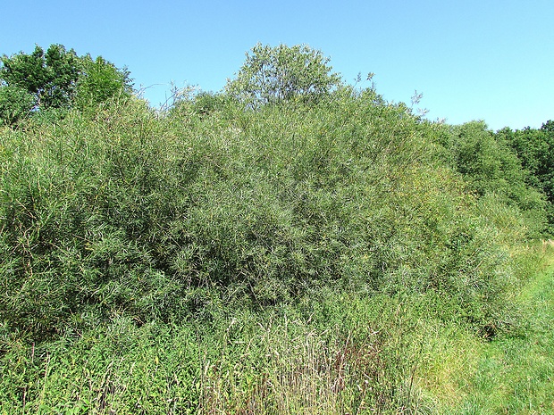 vŕba košikárska Salix viminalis L.