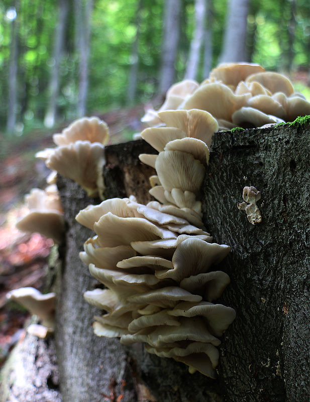 hliva buková Pleurotus pulmonarius (Fr.) Quél.