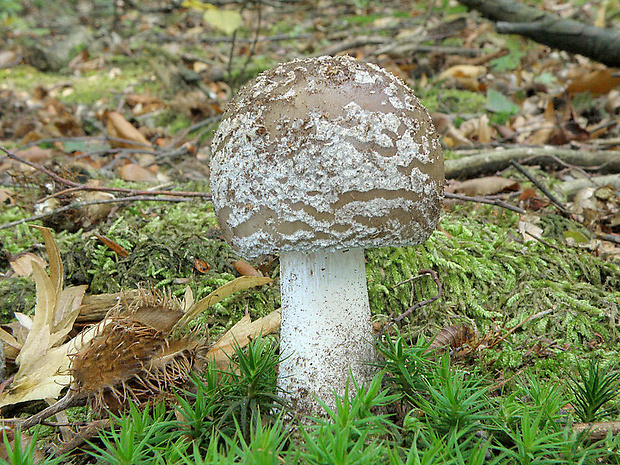 muchotrávka hrubá Amanita excelsa (Fr.) Bertill.