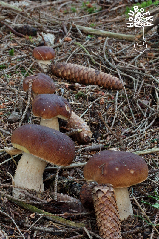 hríb smrekový Boletus edulis Bull.