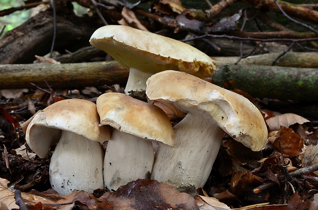 hríb smrekový Boletus edulis Bull.