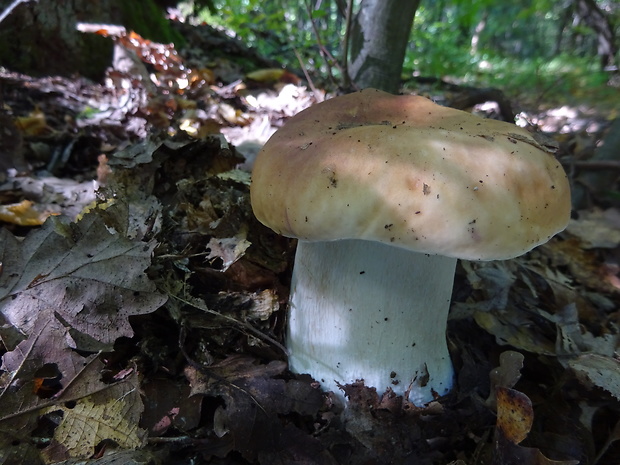 hríb smrekový Boletus edulis Bull.