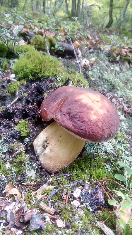 hríb sosnový Boletus pinophilus Pil. et Dermek in Pil.