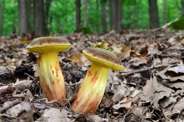 suchohríb plstnatý Boletus subtomentosus L.