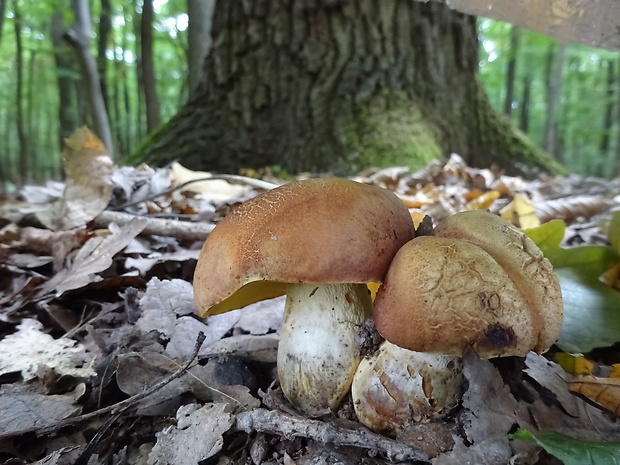 hríb príveskatý Butyriboletus appendiculatus (Schaeff. ex Fr.) Secr.