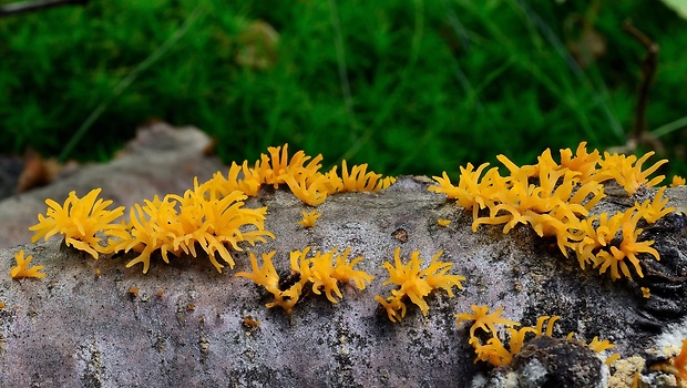 parôžkovec malý Calocera cornea (Fr.) Loud.