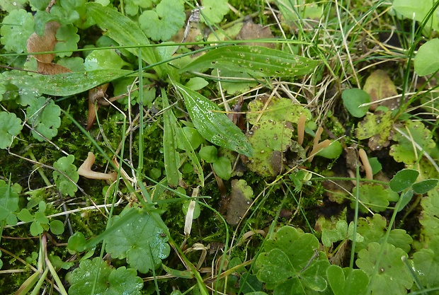 kyjačik Clavaria sp.