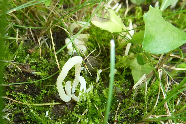 kyjačik Clavaria sp.