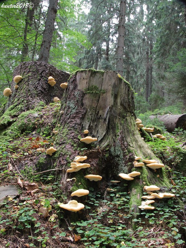 belák horský Climacocystis borealis (Fr.) Kotl. & Pouzar