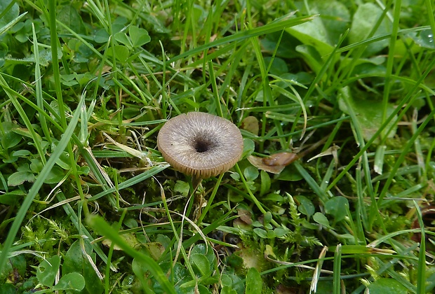 hodvábnica Entoloma sp.