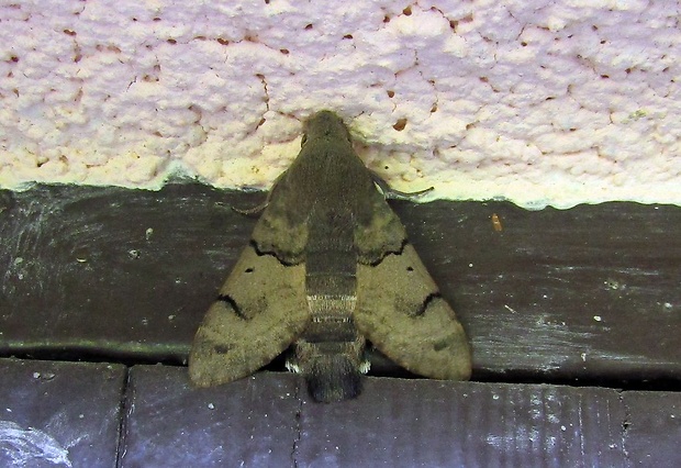 lišaj marinkový (sk), dlouhozobka svízelová (cz) Macroglossum stellatarum Linnaeus, 1758