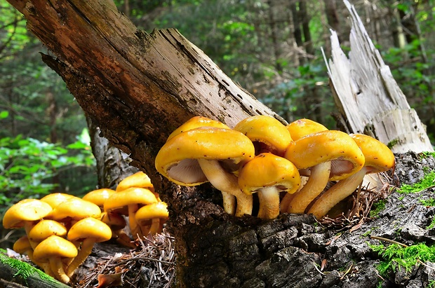 šupinovka slizká Pholiota adiposa (Batsch) P. Kumm.