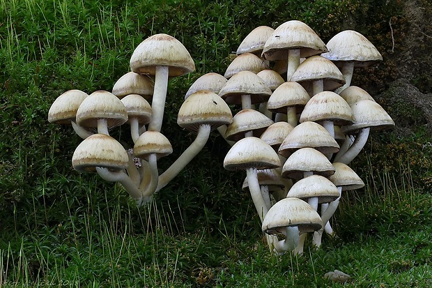 drobuľka Psathyrella sp.