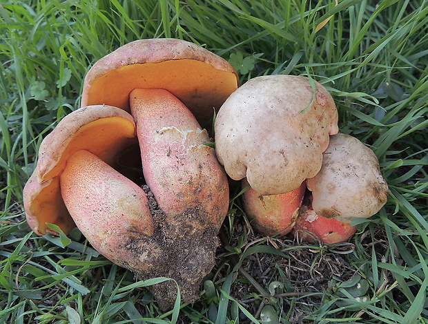 hríb Le Galovej Rubroboletus legaliae (Pilát & Dermek) Della Maggiora & Trassin.