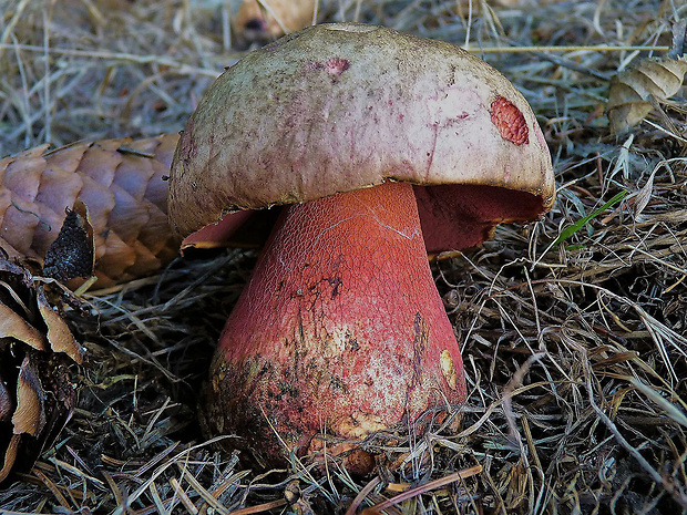 hríb úhľadný horský Rubroboletus rubrosanguineus (Cheype) Kuan Zhao & Zhu L. Yang