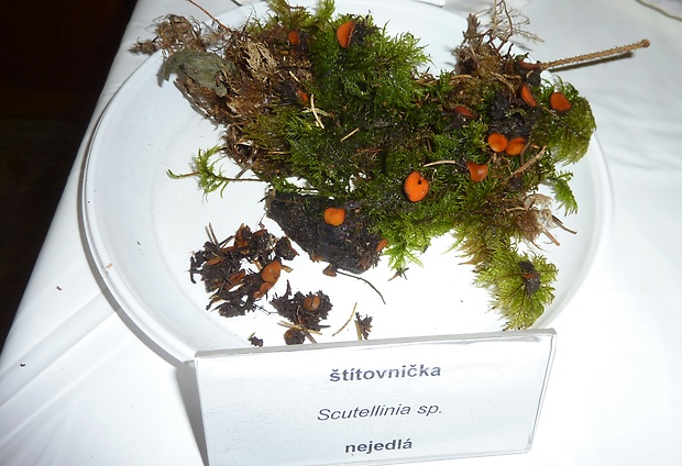 štítovnička  Scuttelinia sp.