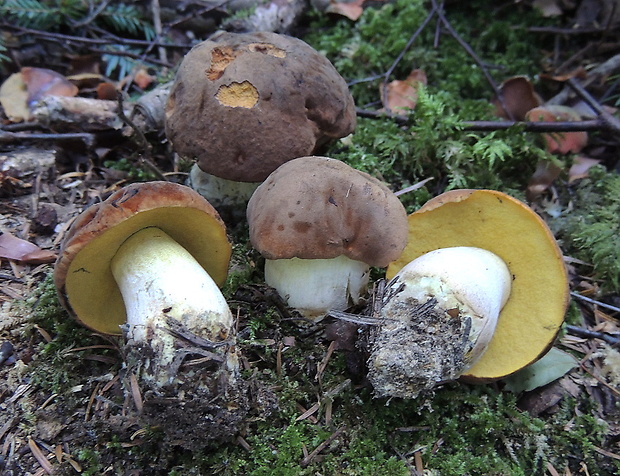 hríb zrnitohlúbikový Sutorius luridiformis (Rostk.) G. Wu & Zhu L. Yang