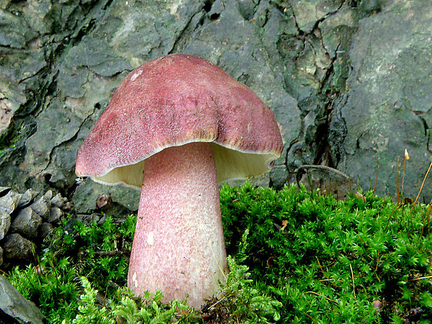 čírovec červenožltý Tricholomopsis rutilans (Schaeff.) Singer