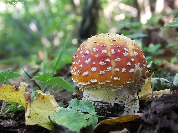 muchotrávka červená Amanita muscaria (L.) Lam.