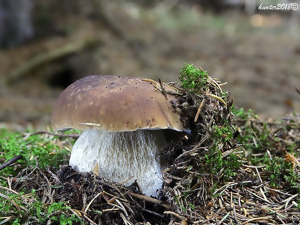 hríb smrekový Boletus edulis Bull.