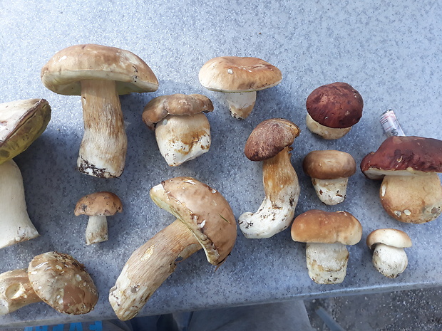 hríb dubový  Boletus reticulatus Schaeff.