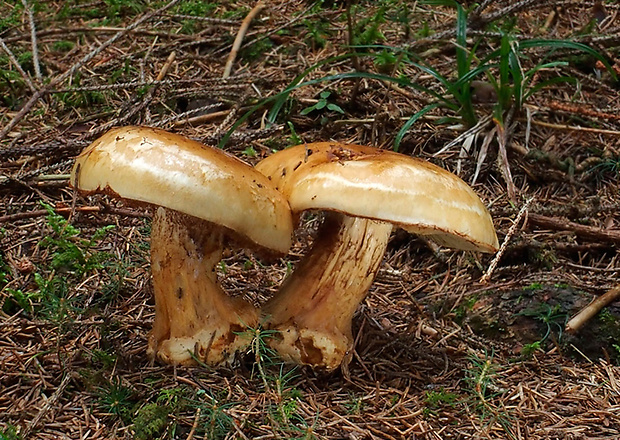 pavučinovec Cortinarius sp.