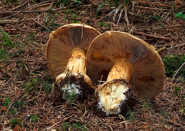 pavučinovec Cortinarius sp.