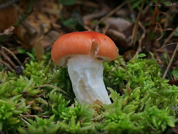 sliziak ružový Gomphidius roseus (Fr.) Oudem.