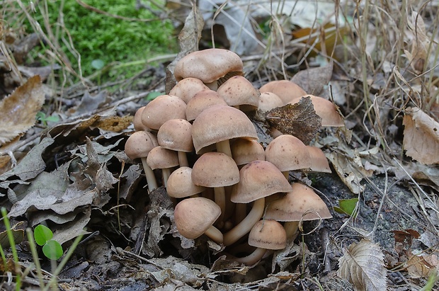 peniazovka vretenovitohlúbiková Gymnopus fusipes (Bull.) Gray