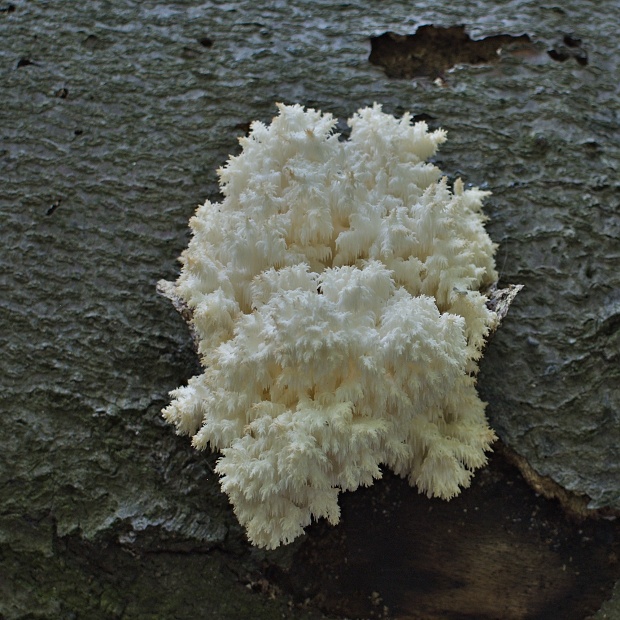 koralovec bukový Hericium coralloides (Scop.) Pers.