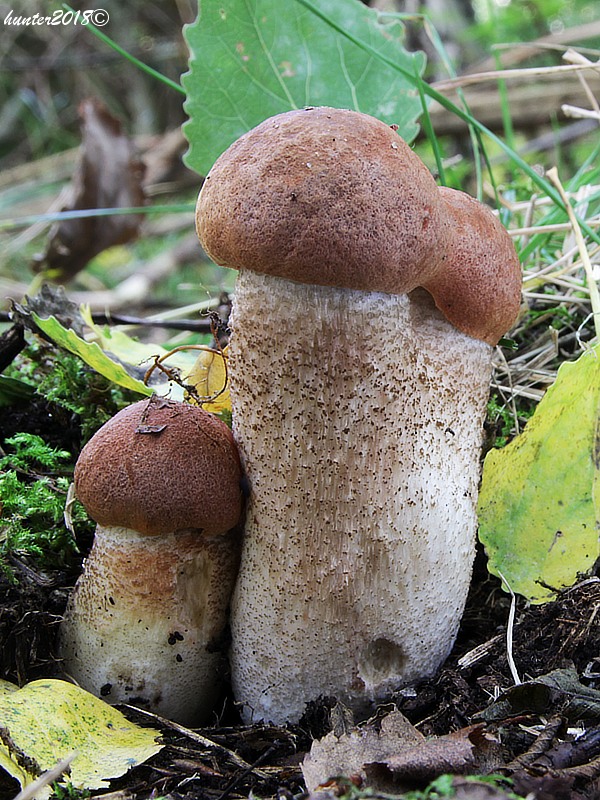 kozák dubový Leccinum aurantiacum (Bull.) Gray