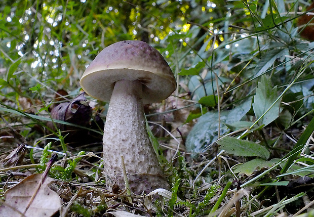 kozák hrabový Leccinum pseudoscabrum (Kallenb.) Šutara