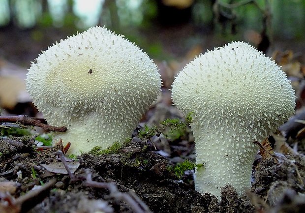 prášnica bradavičnatá Lycoperdon perlatum Pers.