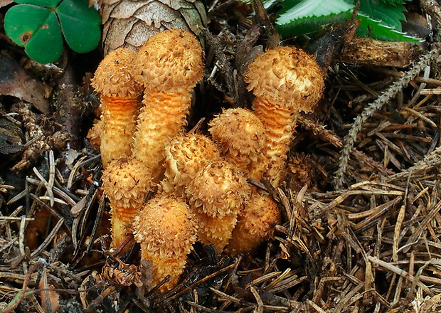 šupinovka šupinatá Pholiota squarrosa (Vahl) P. Kumm.