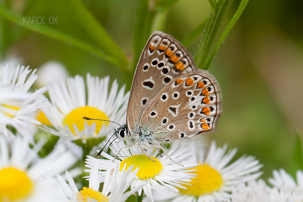 modráčik obyčajný Polyommatus icarus