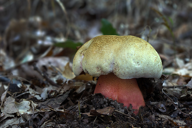 hríb satanský Rubroboletus satanas f. satanas (Lenz) Kuan Zhao & Zhu L. Yang