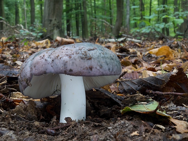 plávka modrastá Russula cyanoxantha (Schaeff.) Fr.