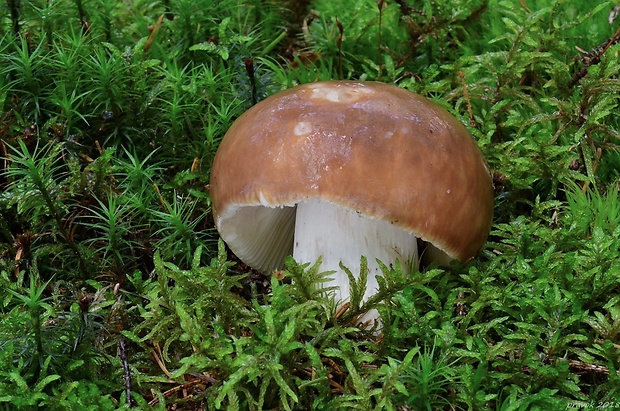 plávka lasičia Russula mustelina Fr.