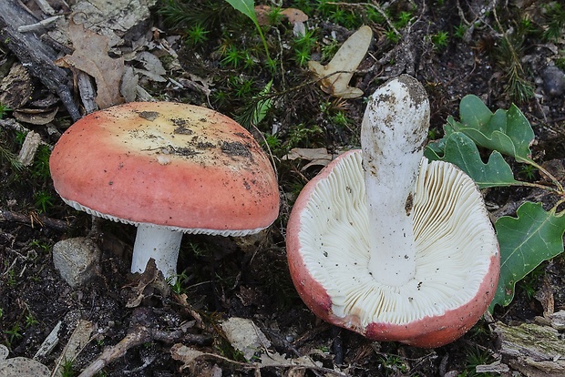 plávka Russula sp.