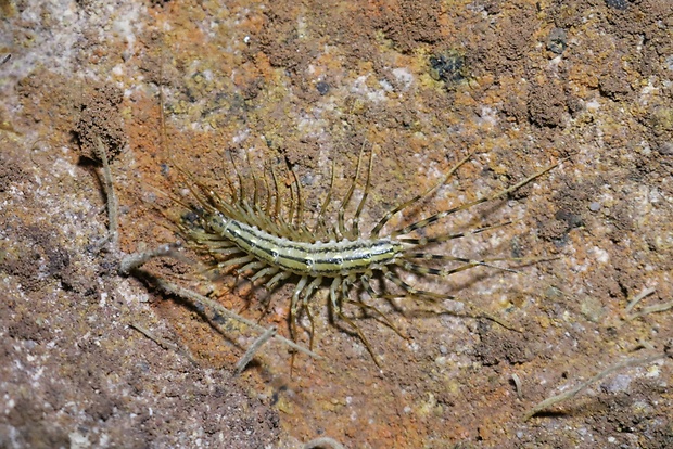 skutigera dlhonohá Scutigera coleoptrata