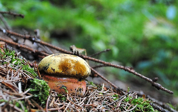 hríb zrnitohlúbikový Sutorius luridiformis (Rostk.) G. Wu & Zhu L. Yang