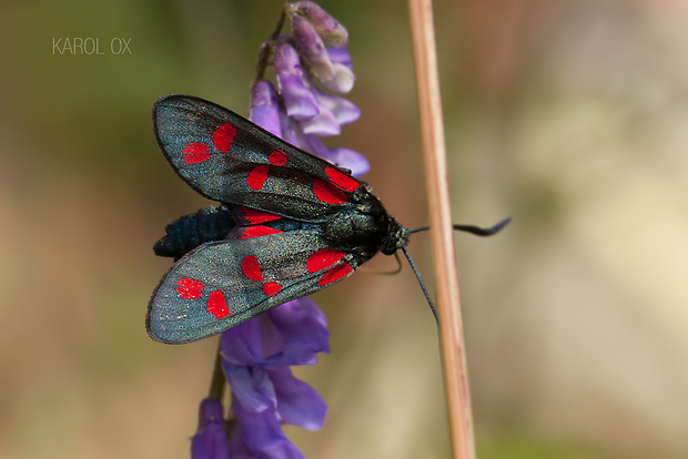 vretienka obyčajná Zygaena filipendulae