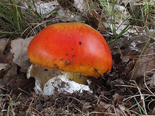 muchotrávka cisárska Amanita caesarea (Scop.) Pers.