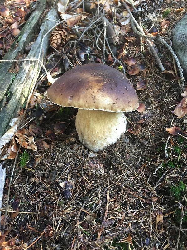 hríb smrekový Boletus edulis Bull.