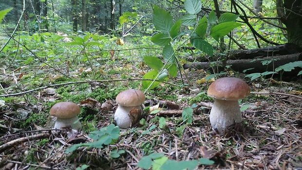 prawdziwki ;-)  Boletus edulis Bull.