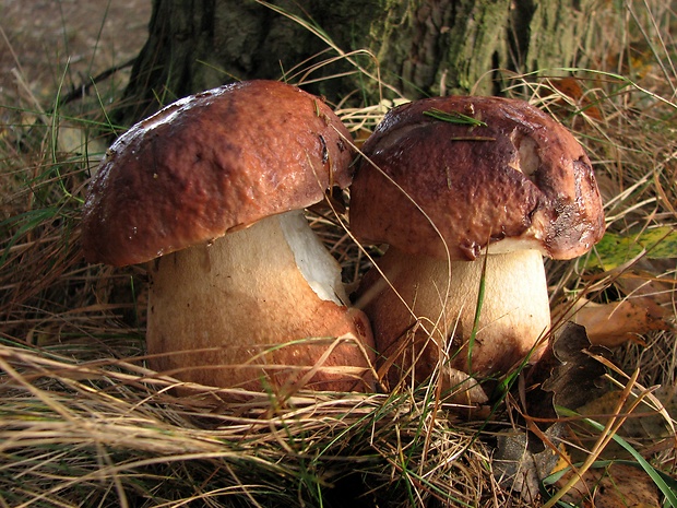 hríb sosnový Boletus pinophilus Pil. et Dermek in Pil.